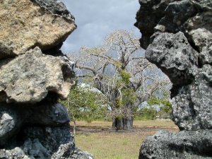 Dalle rovine di Kaole spunta la sagoma inconfondibile di un Baobab