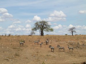 Zebre in una radura con un Baobab durante la stagione secca nel Ruaha