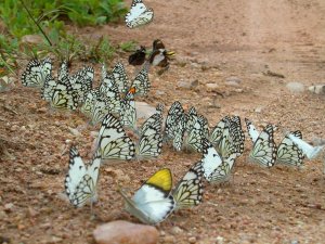 Raduno di farfalle