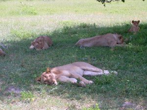 Giovani leonesse si riposano all’ombra