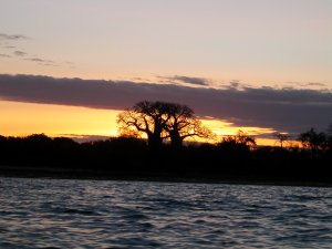 Baobab al tramonto sulla baia di Mtwara