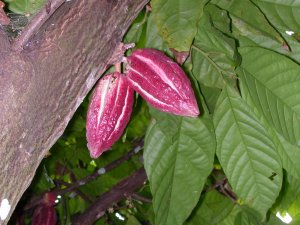 Il bel frutto del cacao coltivato tra le spezie a Zanzibar