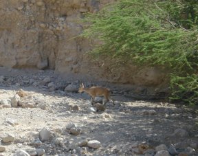 Capra ibex nubiana (riserva naturale di Ein Gedi)