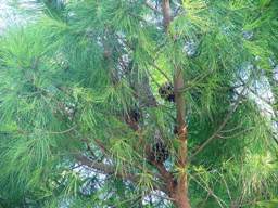 Gufo vivo nel folto della chioma di un Pino (Pinus pinea) - settembre 2007