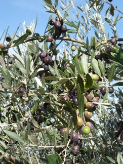 Olive mature
