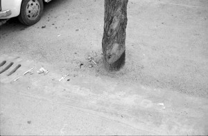 Via Verdi. Quando non basta la forbice gli alberi vengono strangolati con l'asfalto.